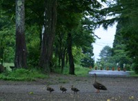 Photo_6